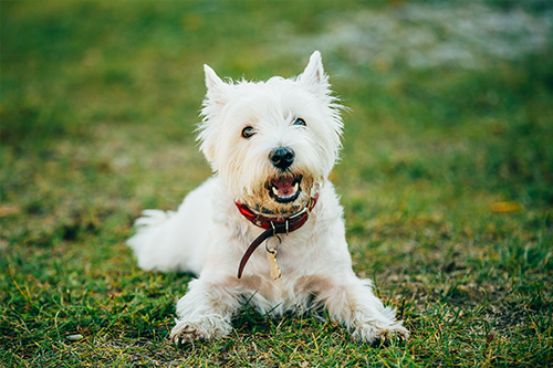 White Fluffy Dog