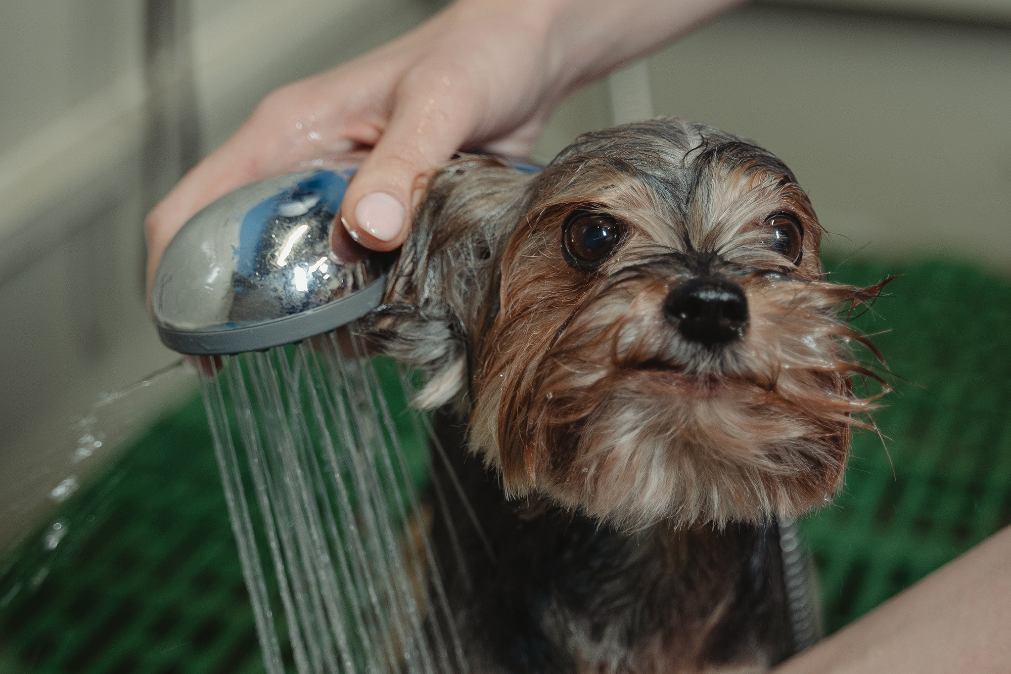 Dog Grooming