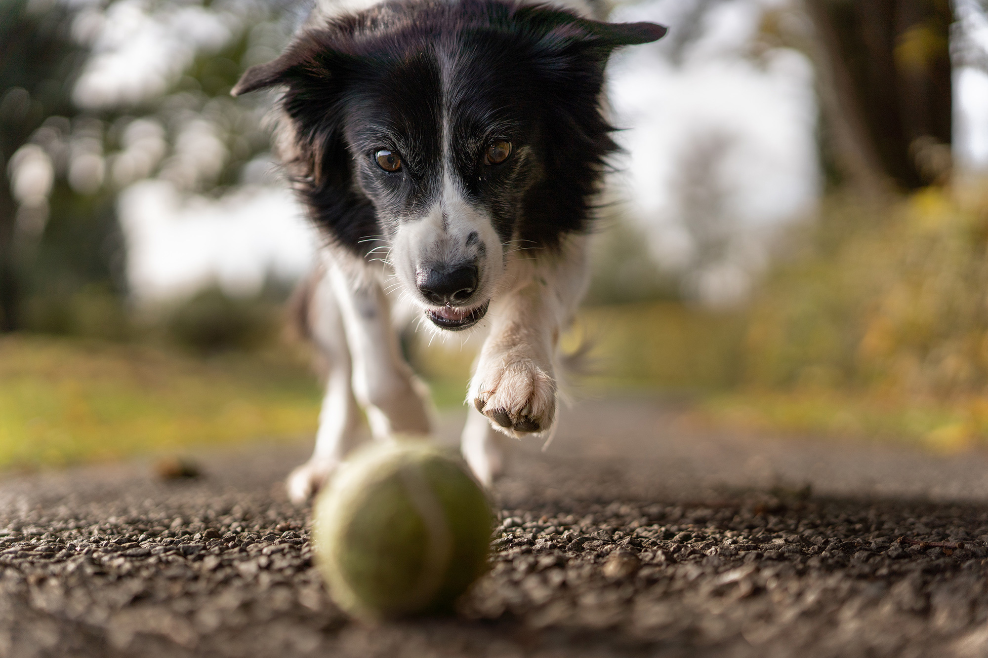 Pet Daycare