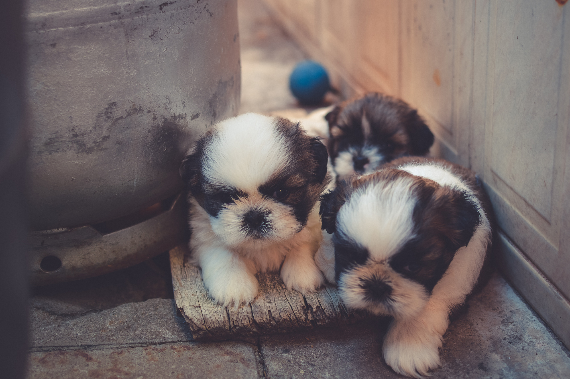 Group of puppies sitting together