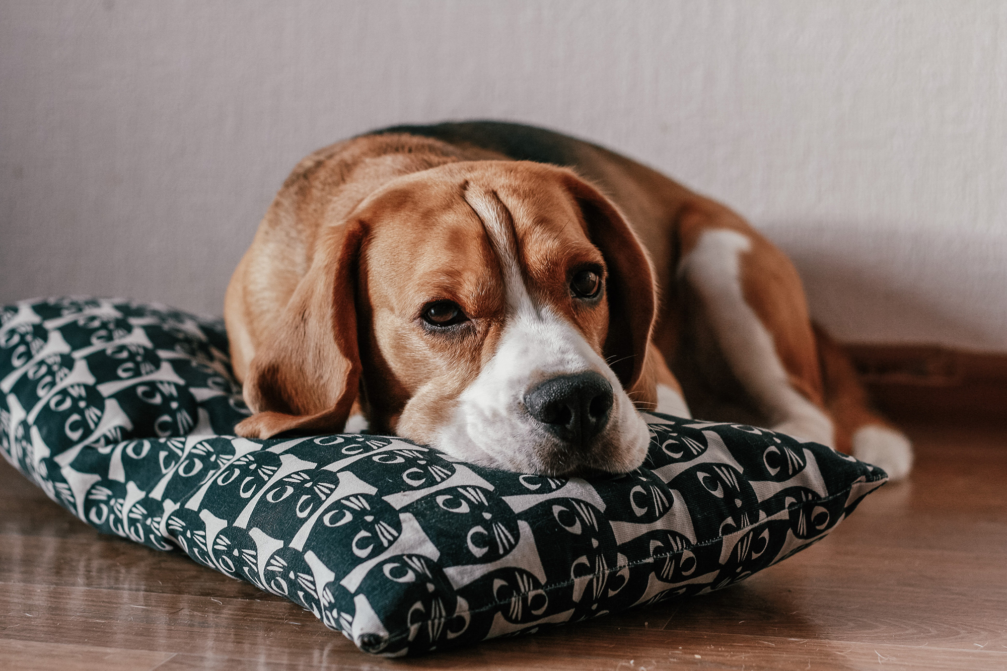 Beagle dog resting on a pillow