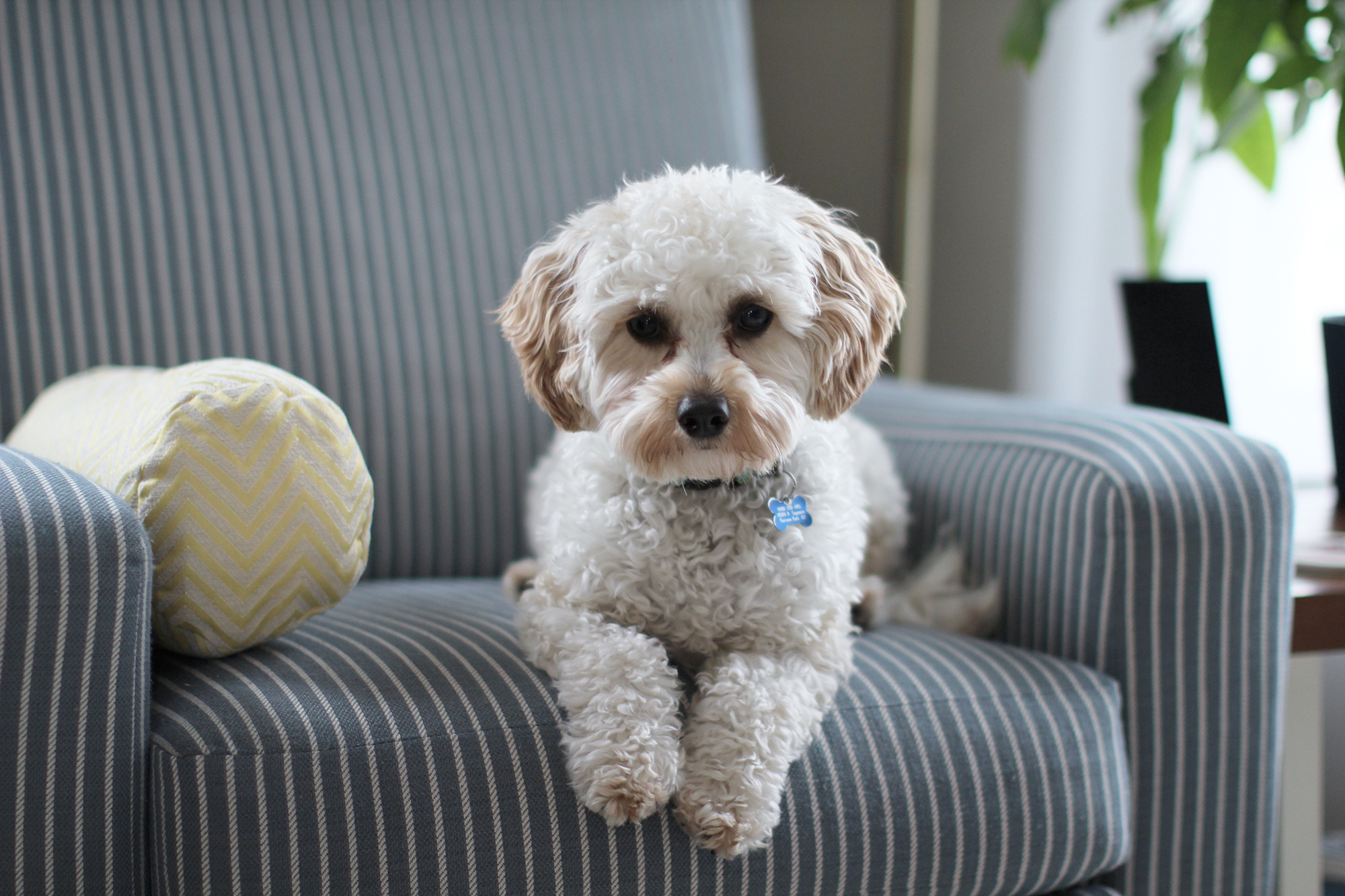 Small white dog sitting on a chair