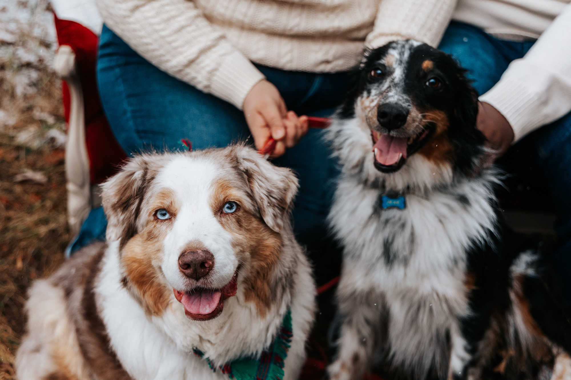 Two Australian Shepherds sitting side-by-side on a leash