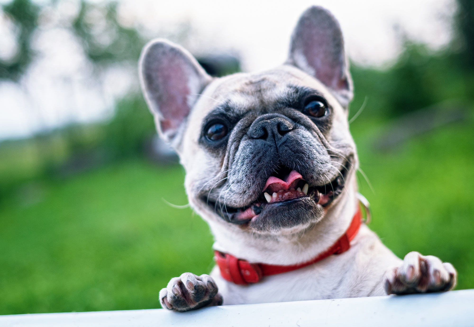 French bulldog resting its paws on a table