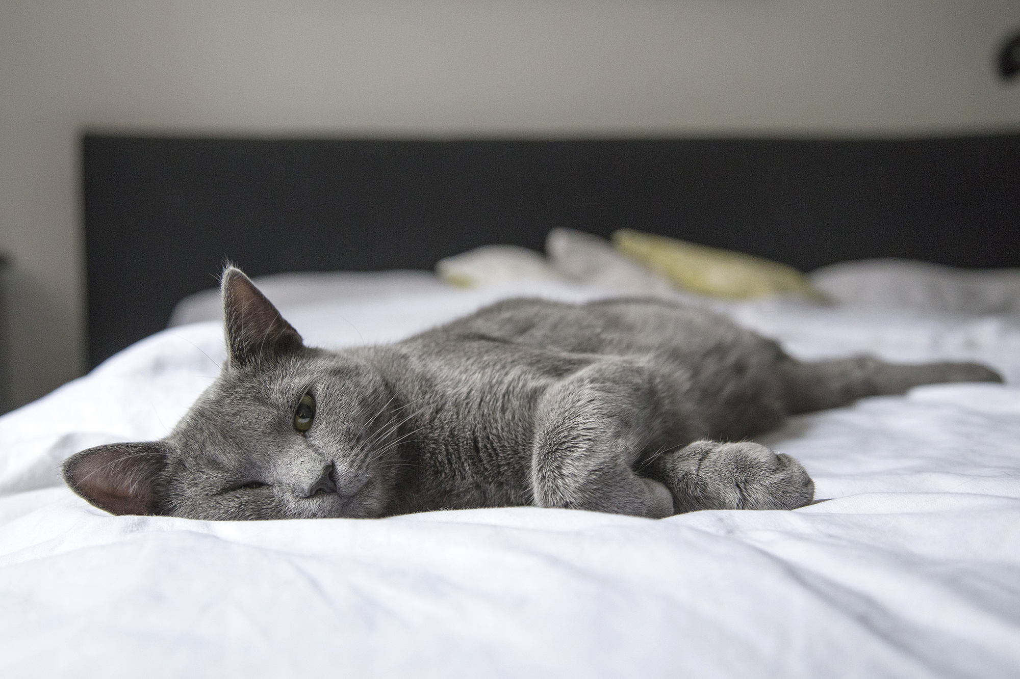 Cat relaxing on a bed